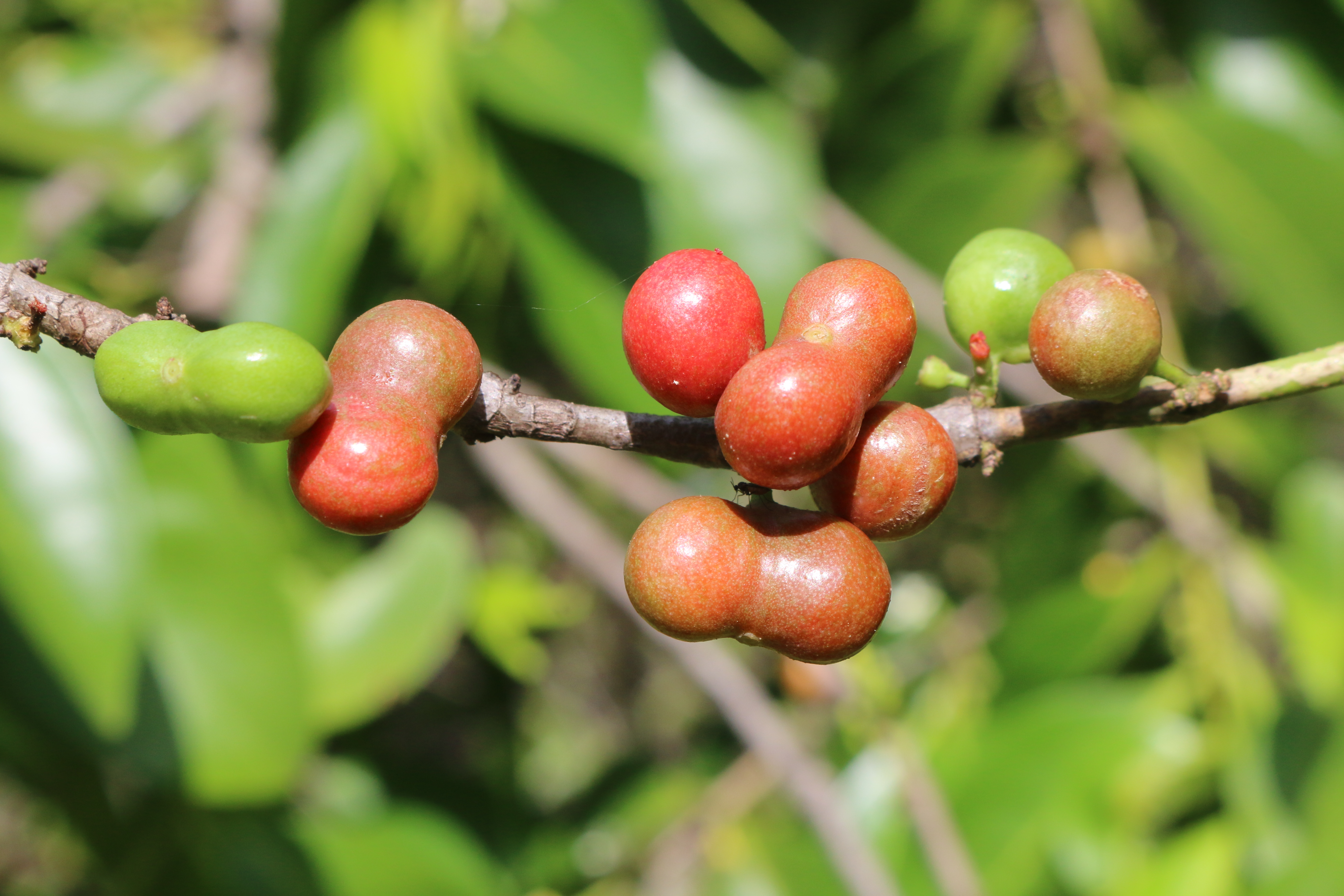 Cyclophyllum