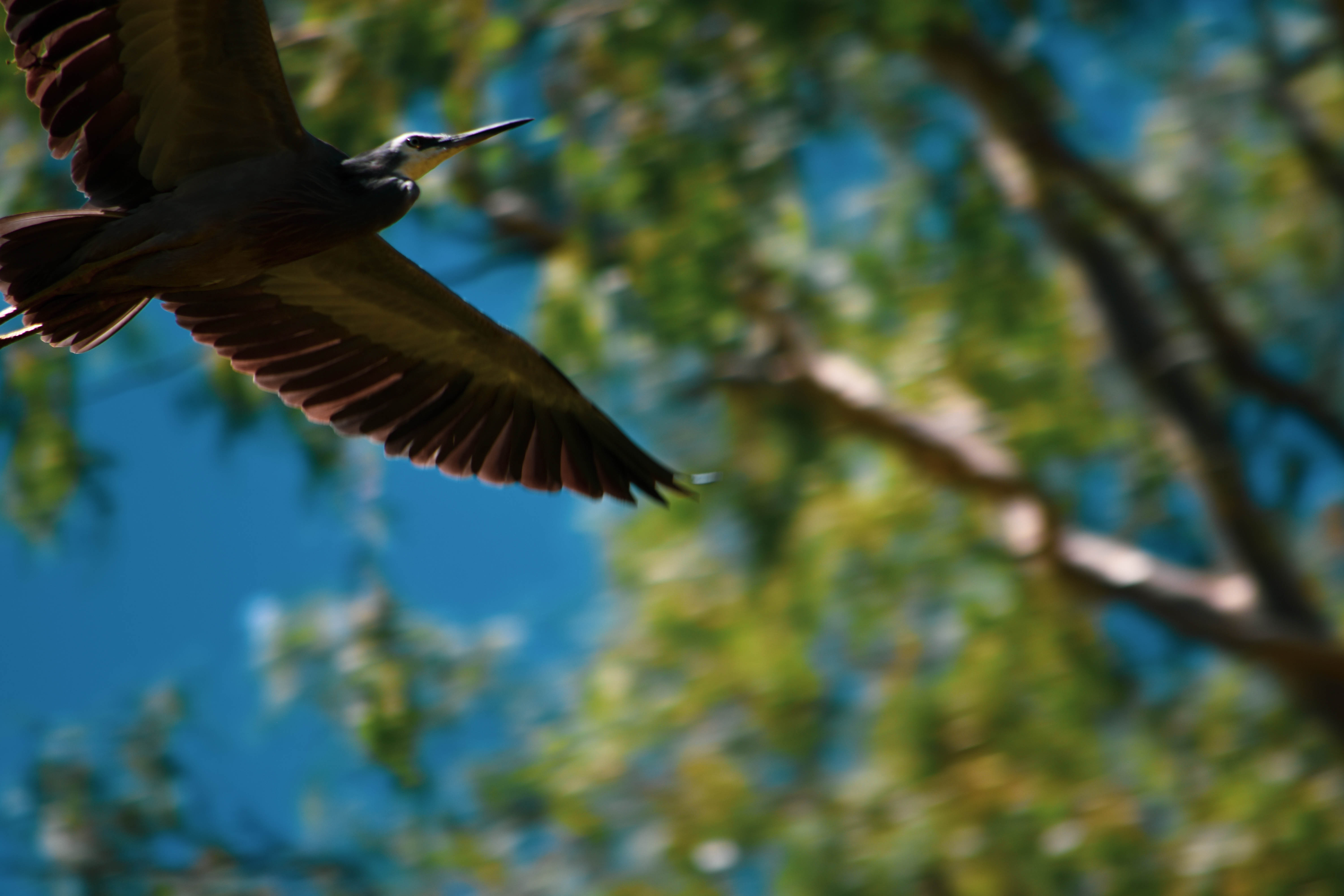 wing