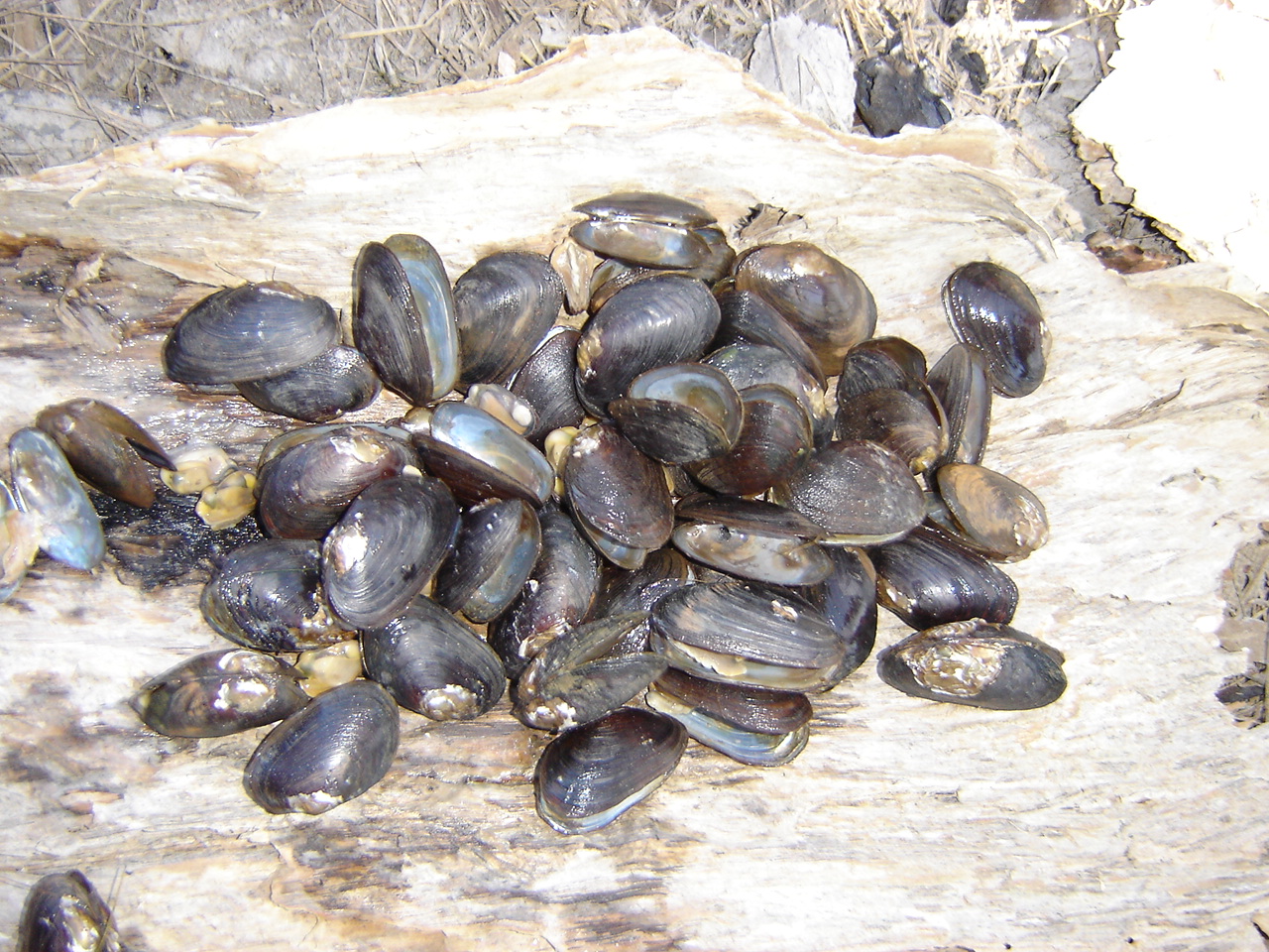 Mussel, Freshwater