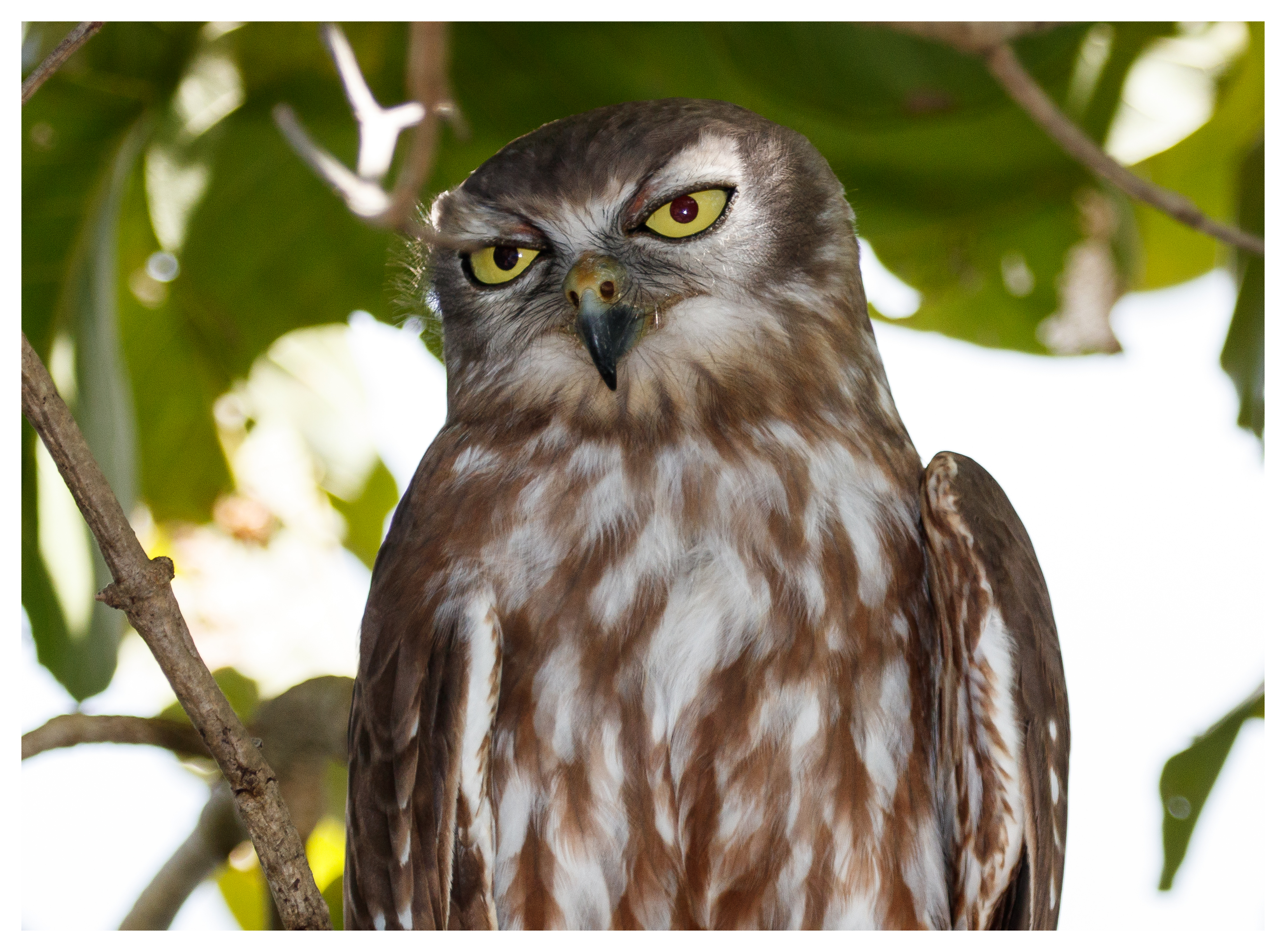 Owl, Barking