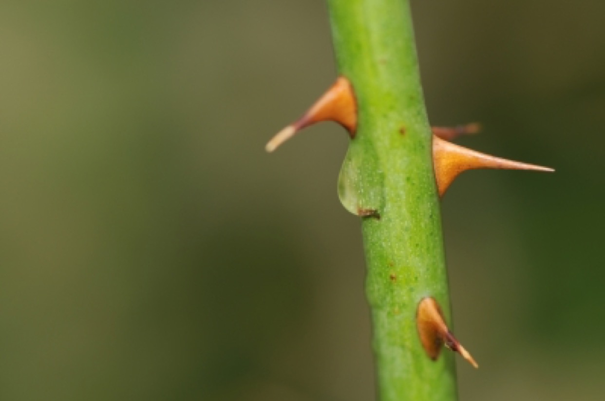 thorns