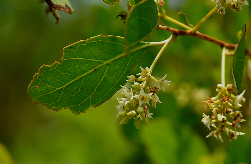 Terminalia