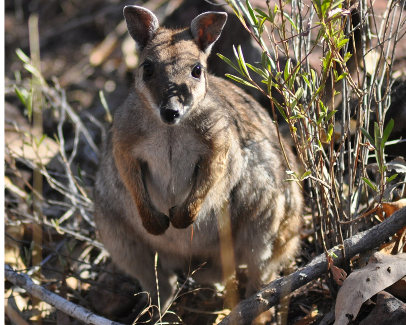 Wallaby, Short-eared Rock (large older male)