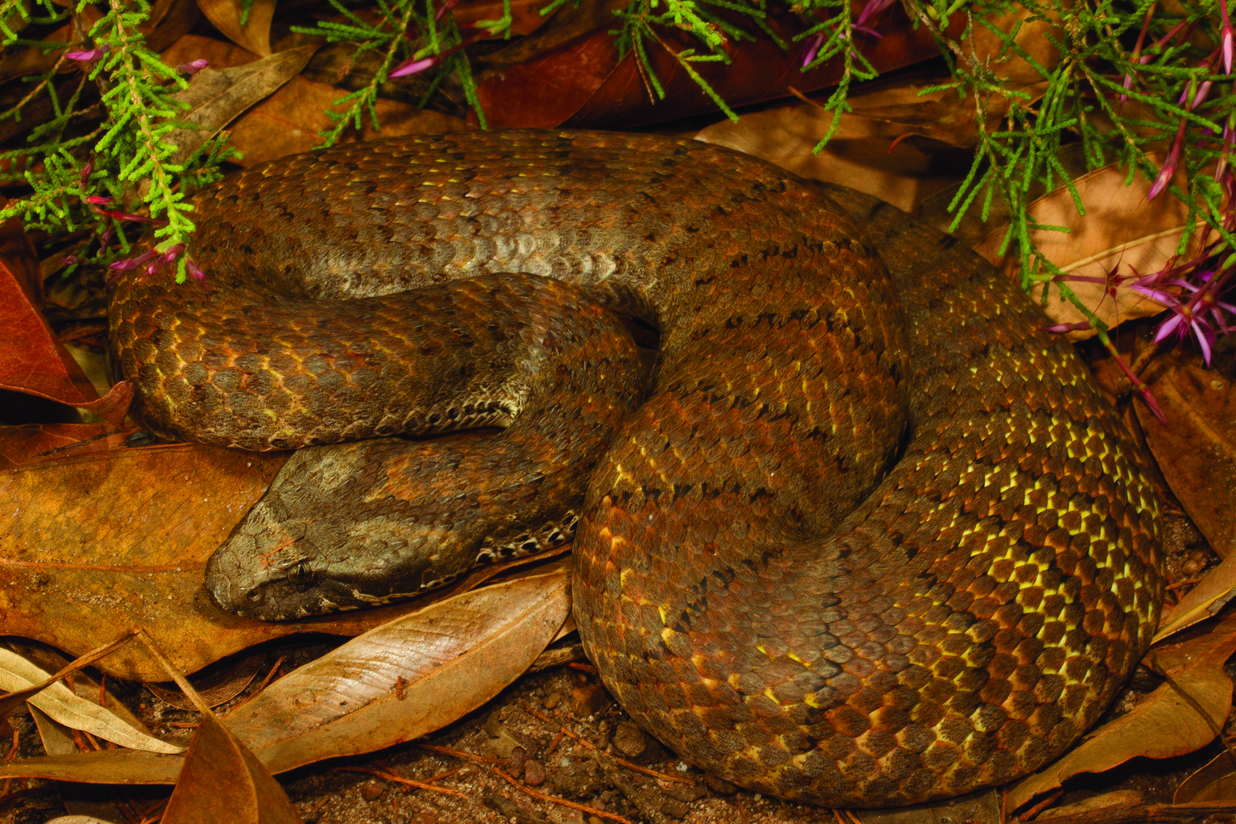 Adder, Death