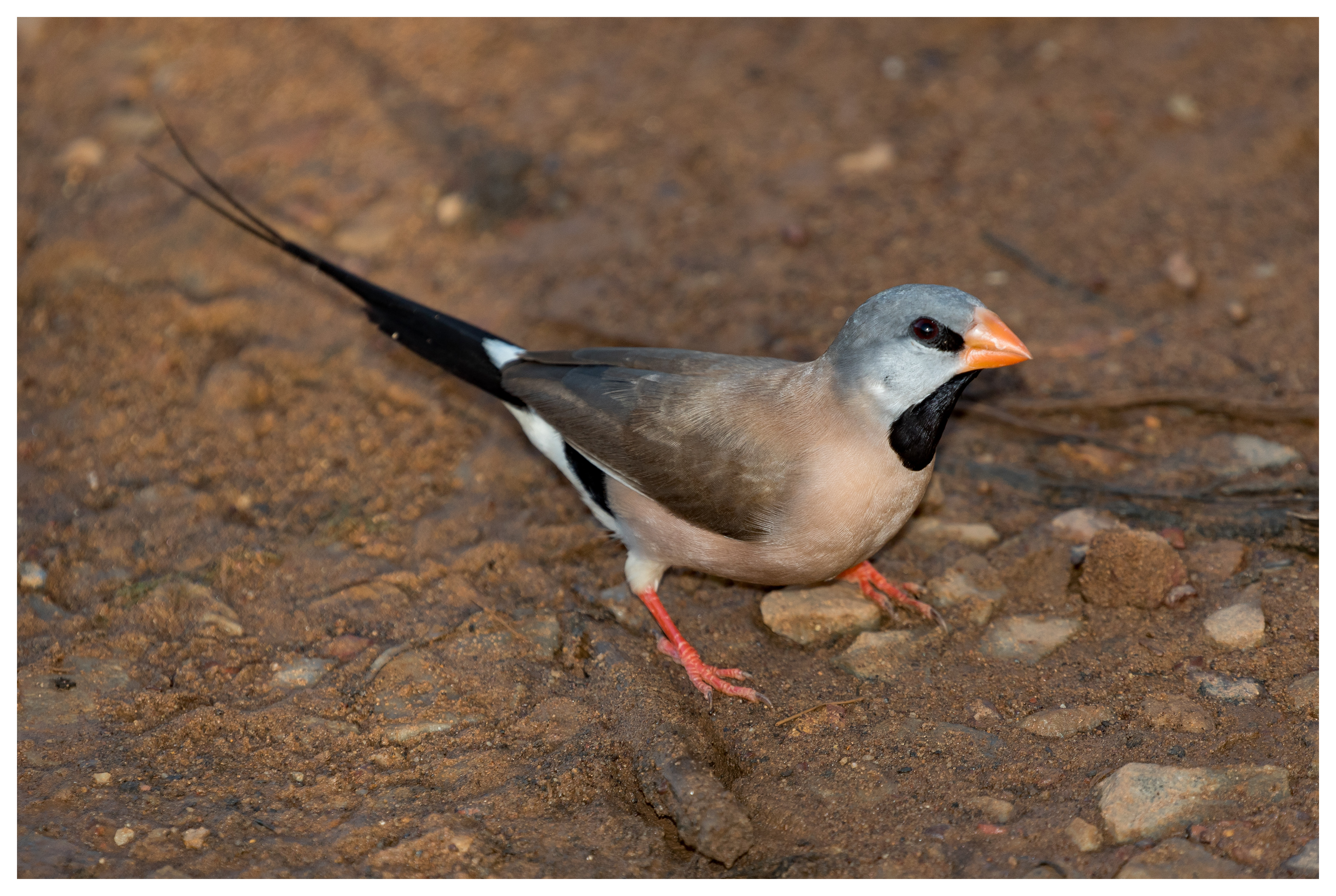 Finch, Long-tailed