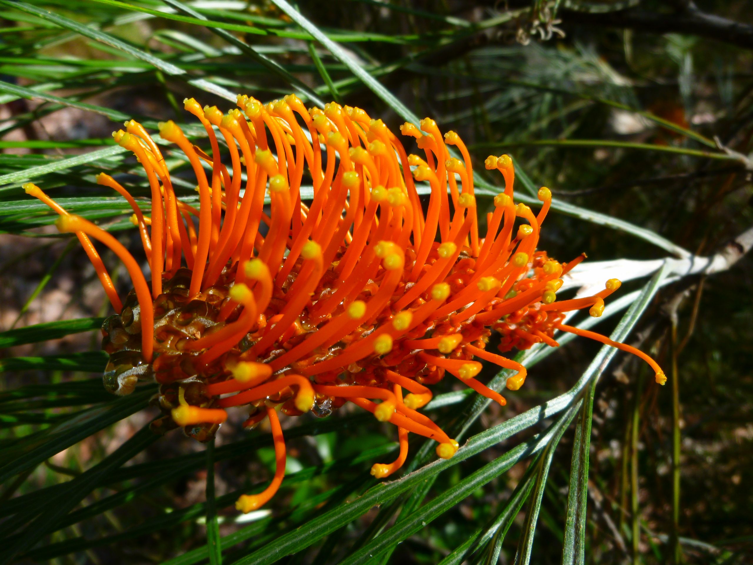 Grevillea, Fern-leaved