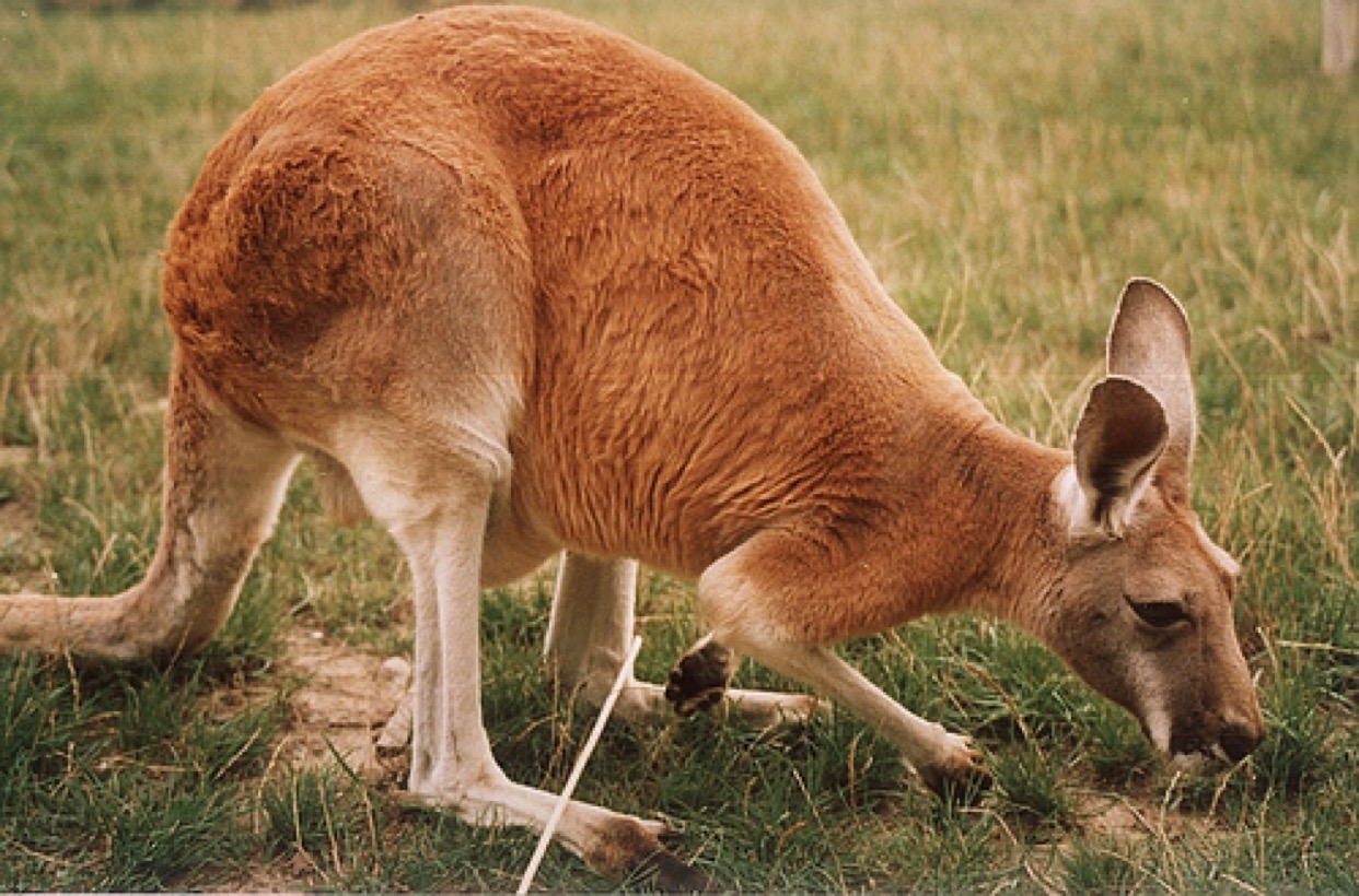 Kangaroo