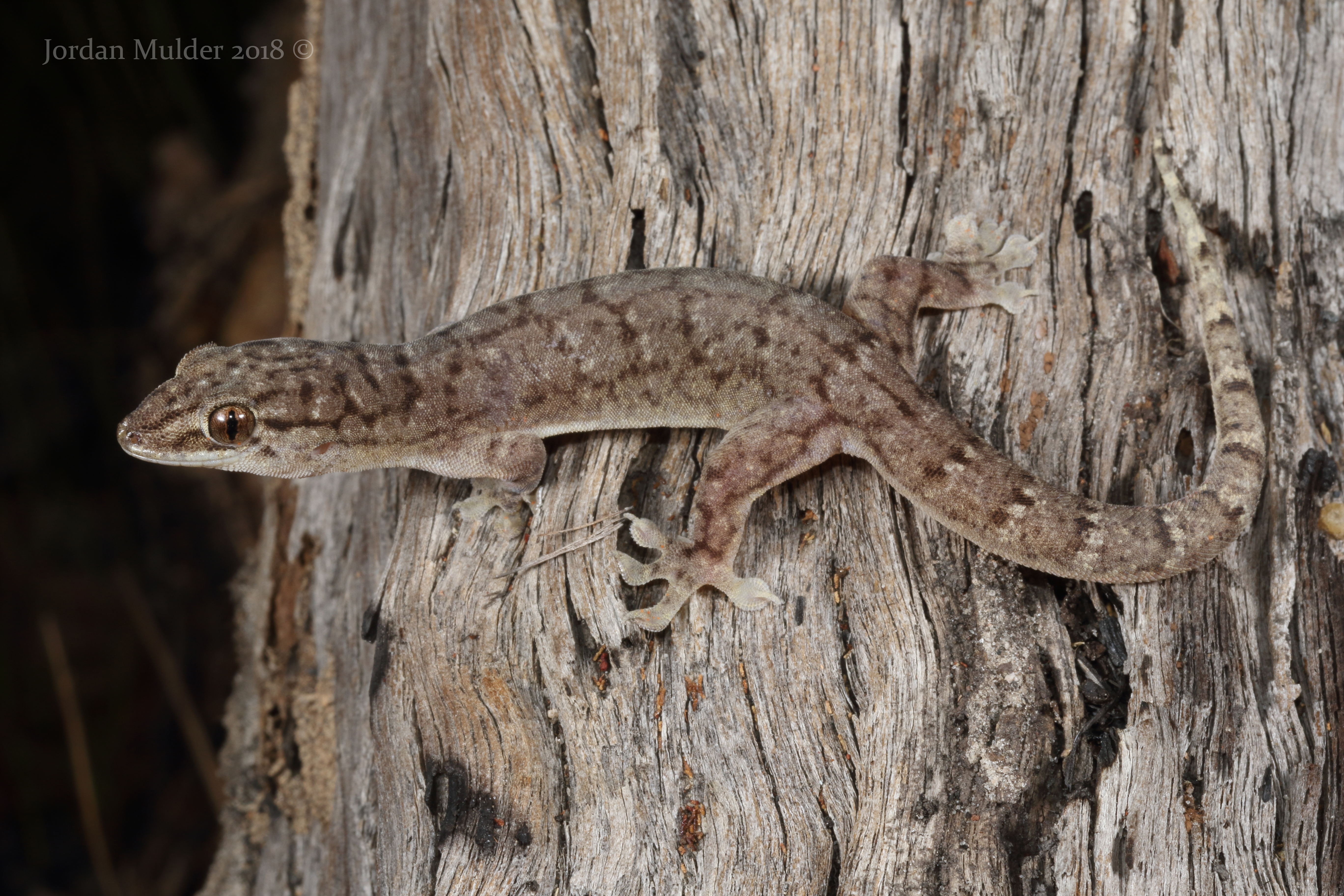 Gecko (general)