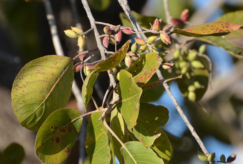 Plum, Wild