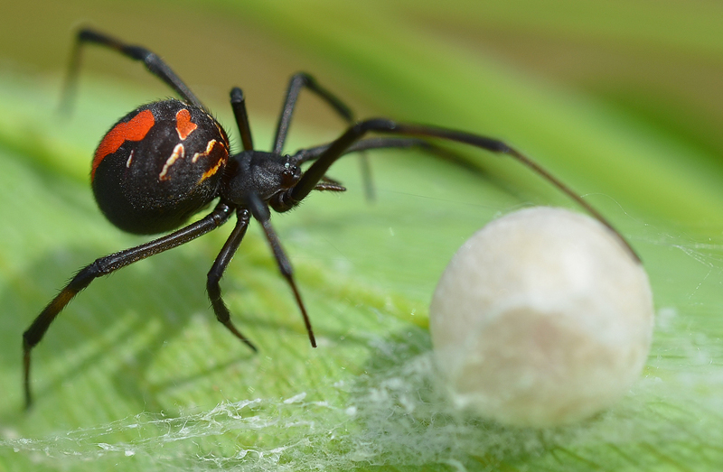 Spider