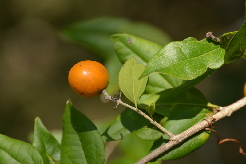 Quinine Bush