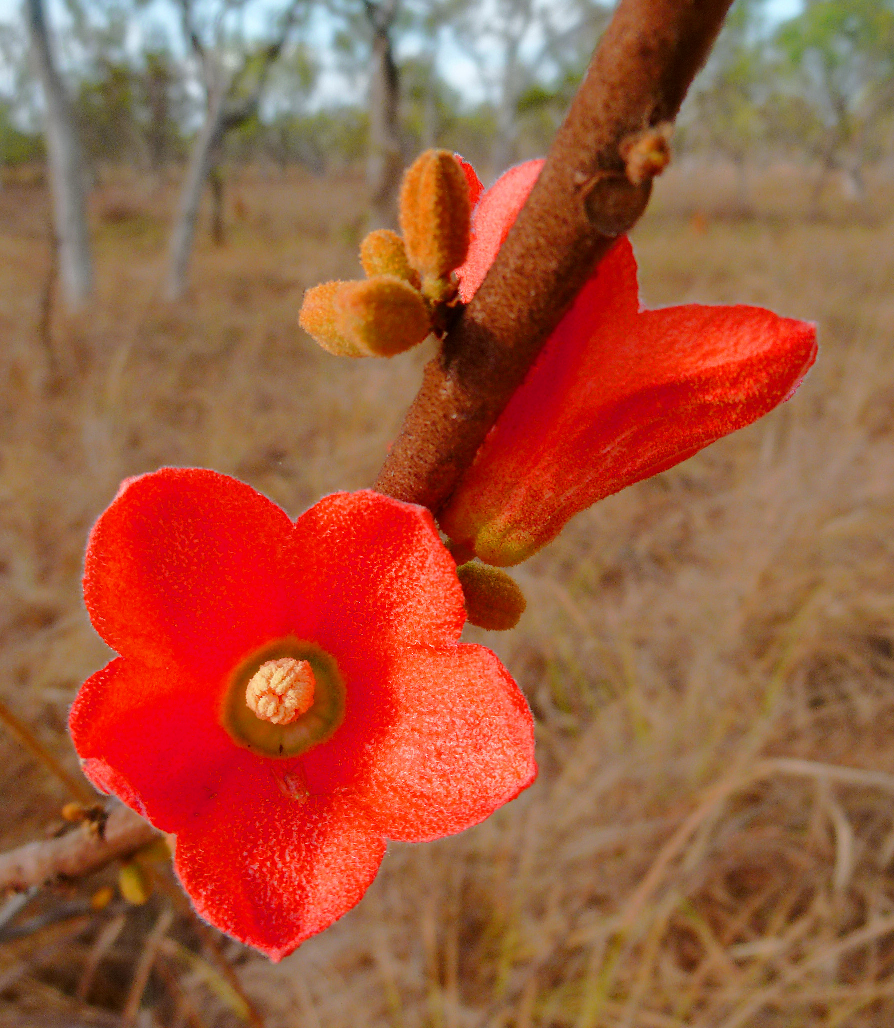 Kurrajong, Red-flowered