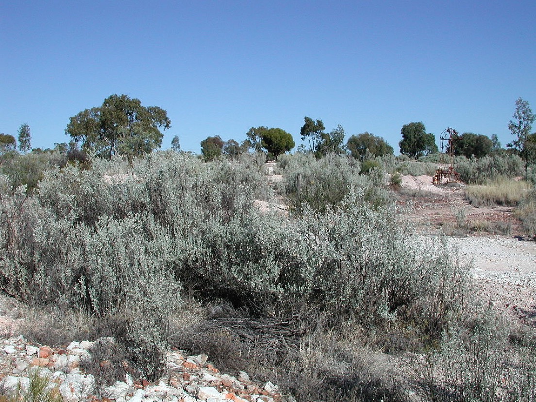 Saltbush