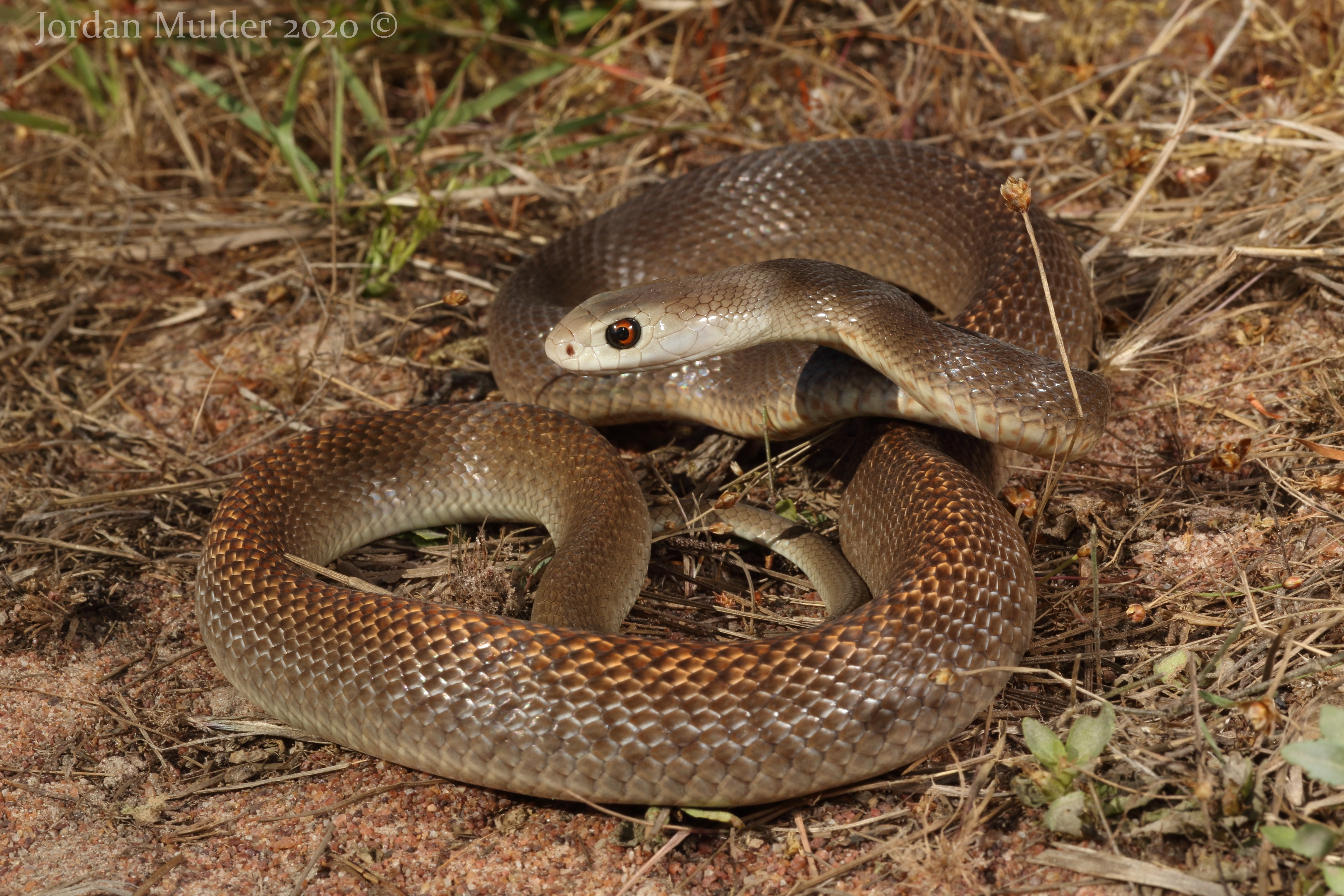 Taipan