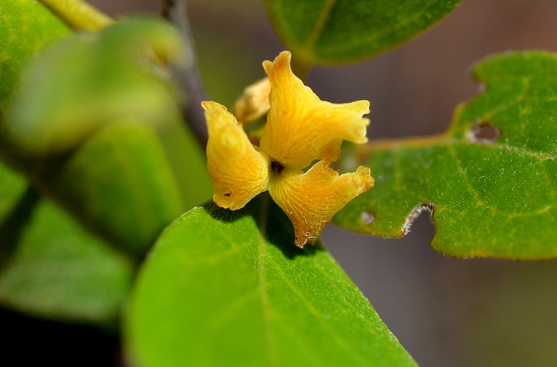 Witchetty Bush