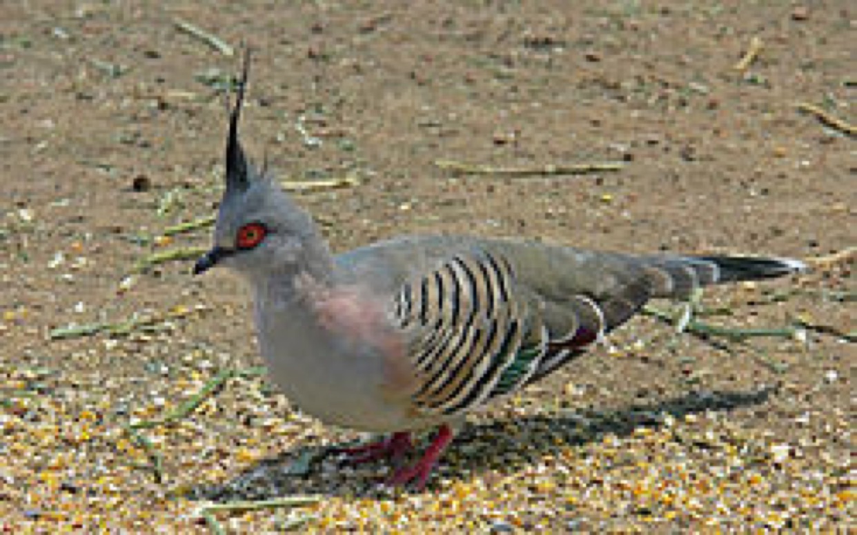 pigeon