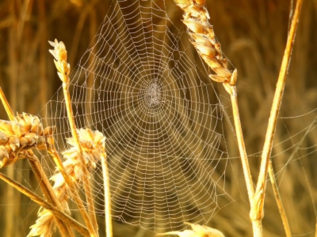 spider's web