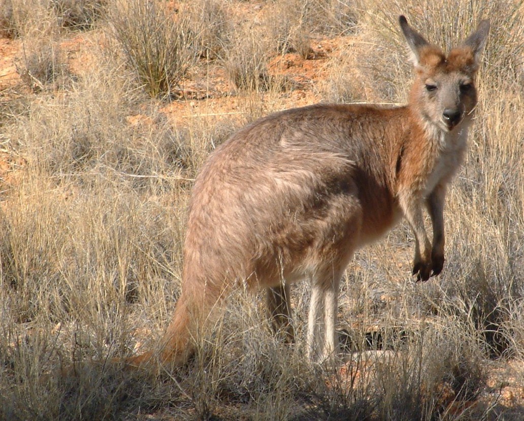 Wallaroo
