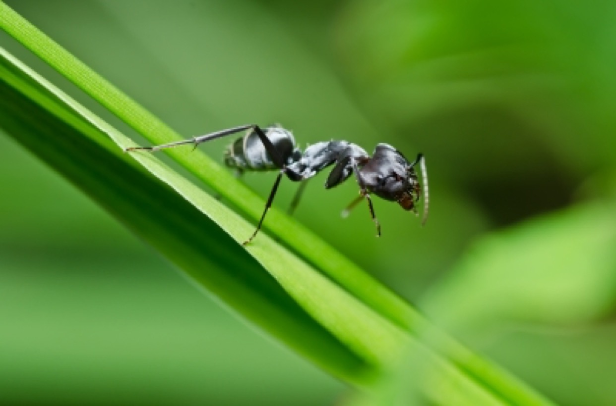 ant lion