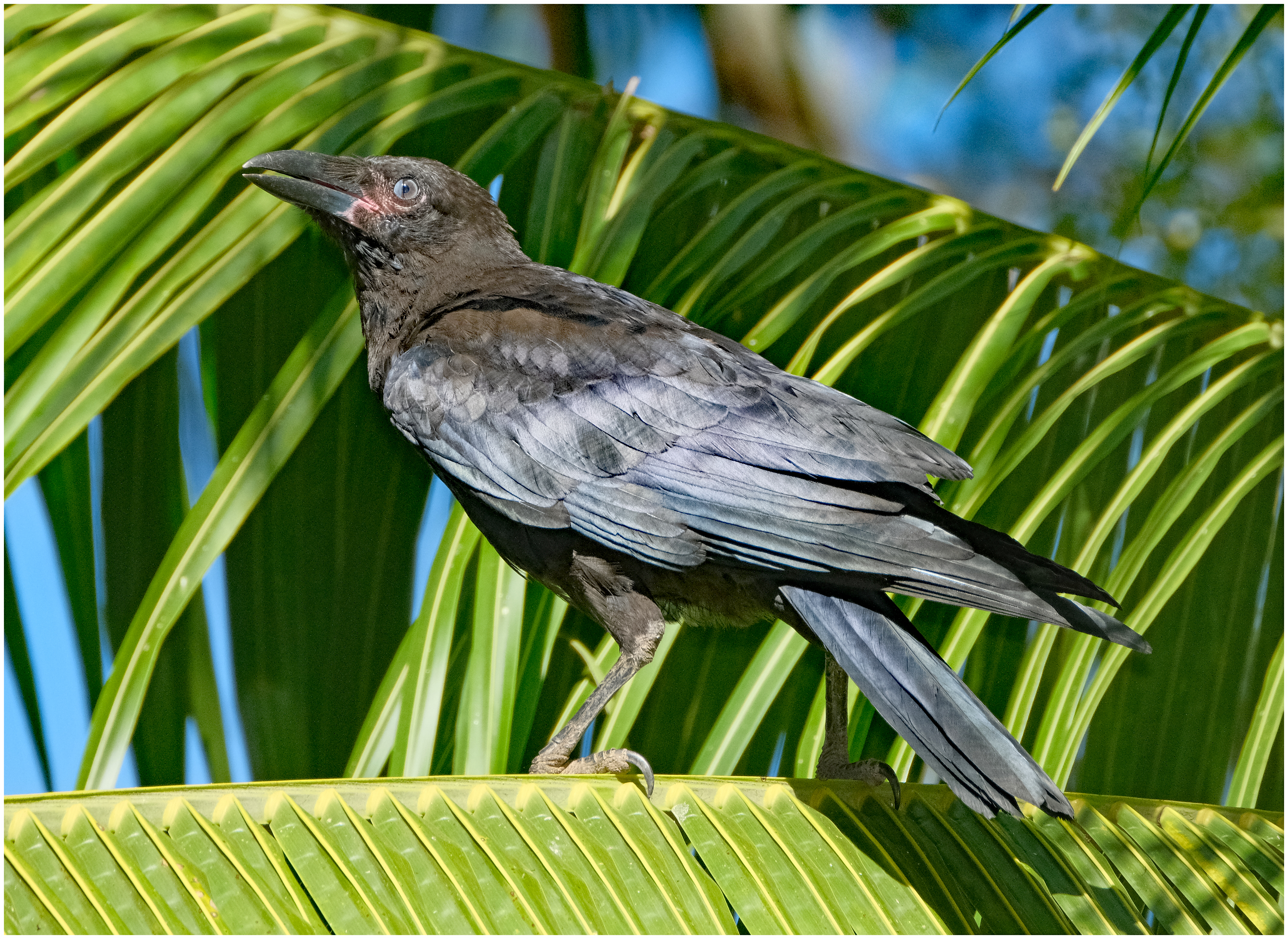Crow
