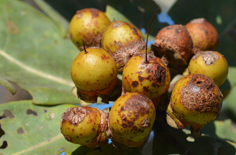 Xanthostemon