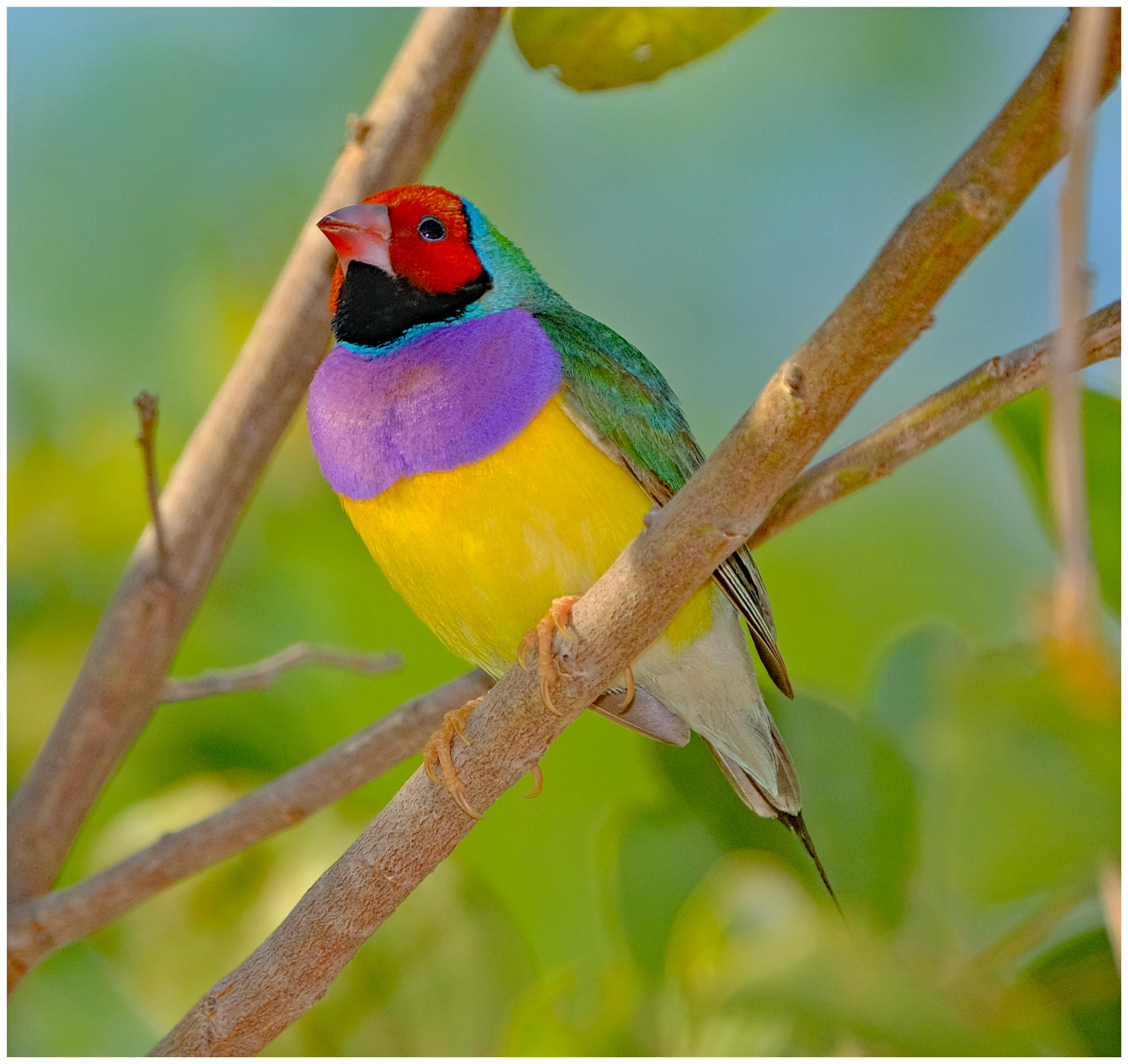 Finch, Gouldian