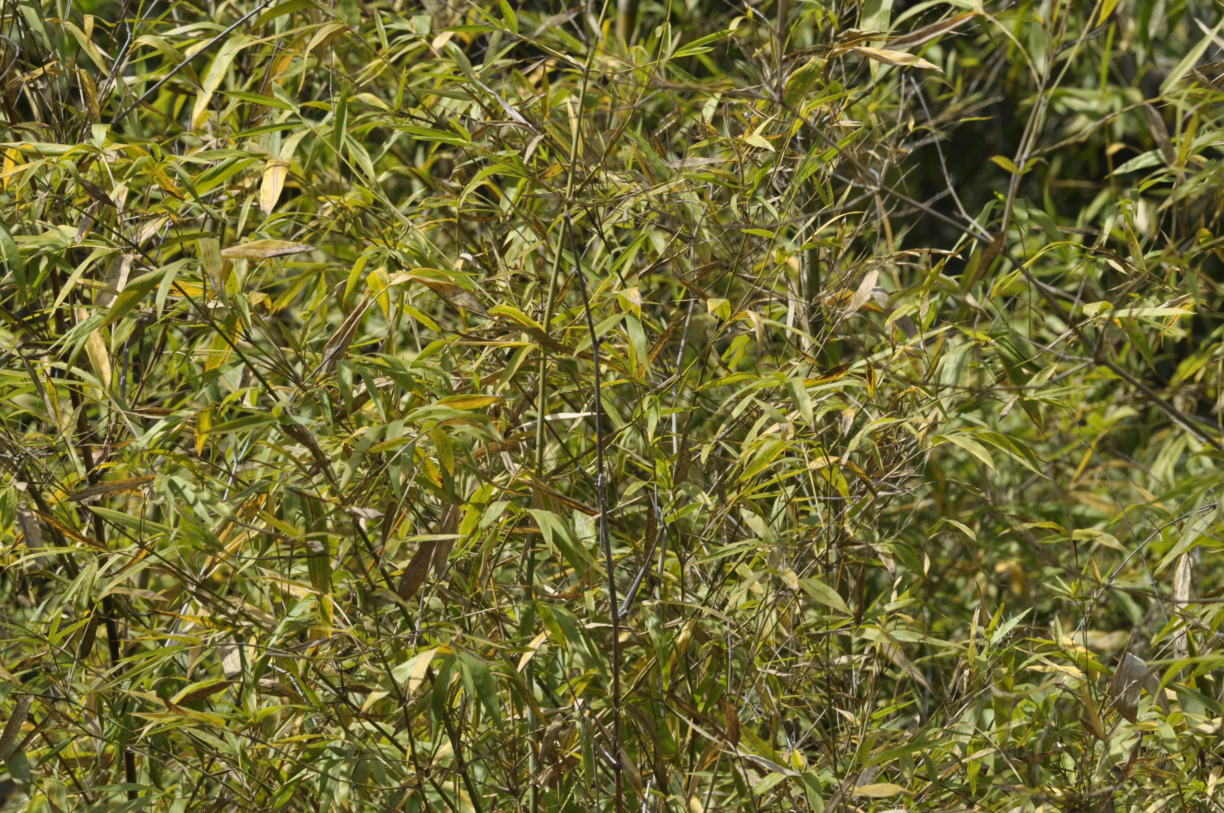 Bamboo