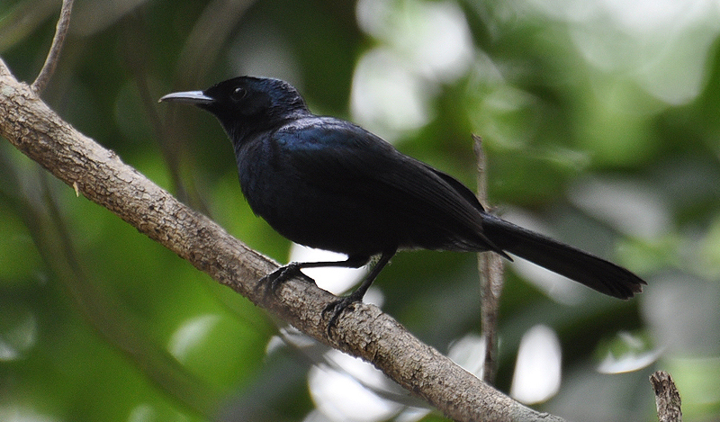 Flycatcher, Shining
