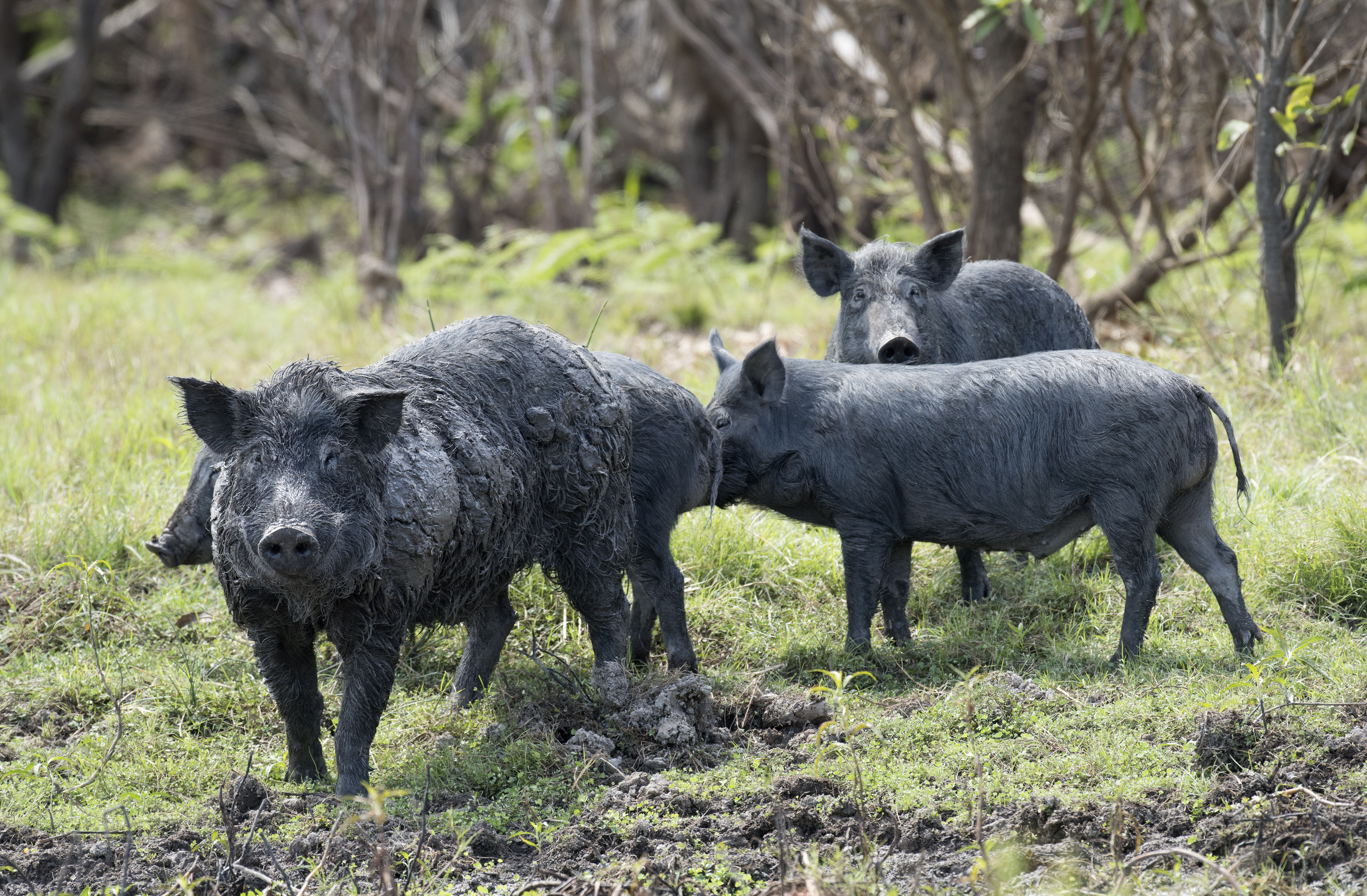 Pig