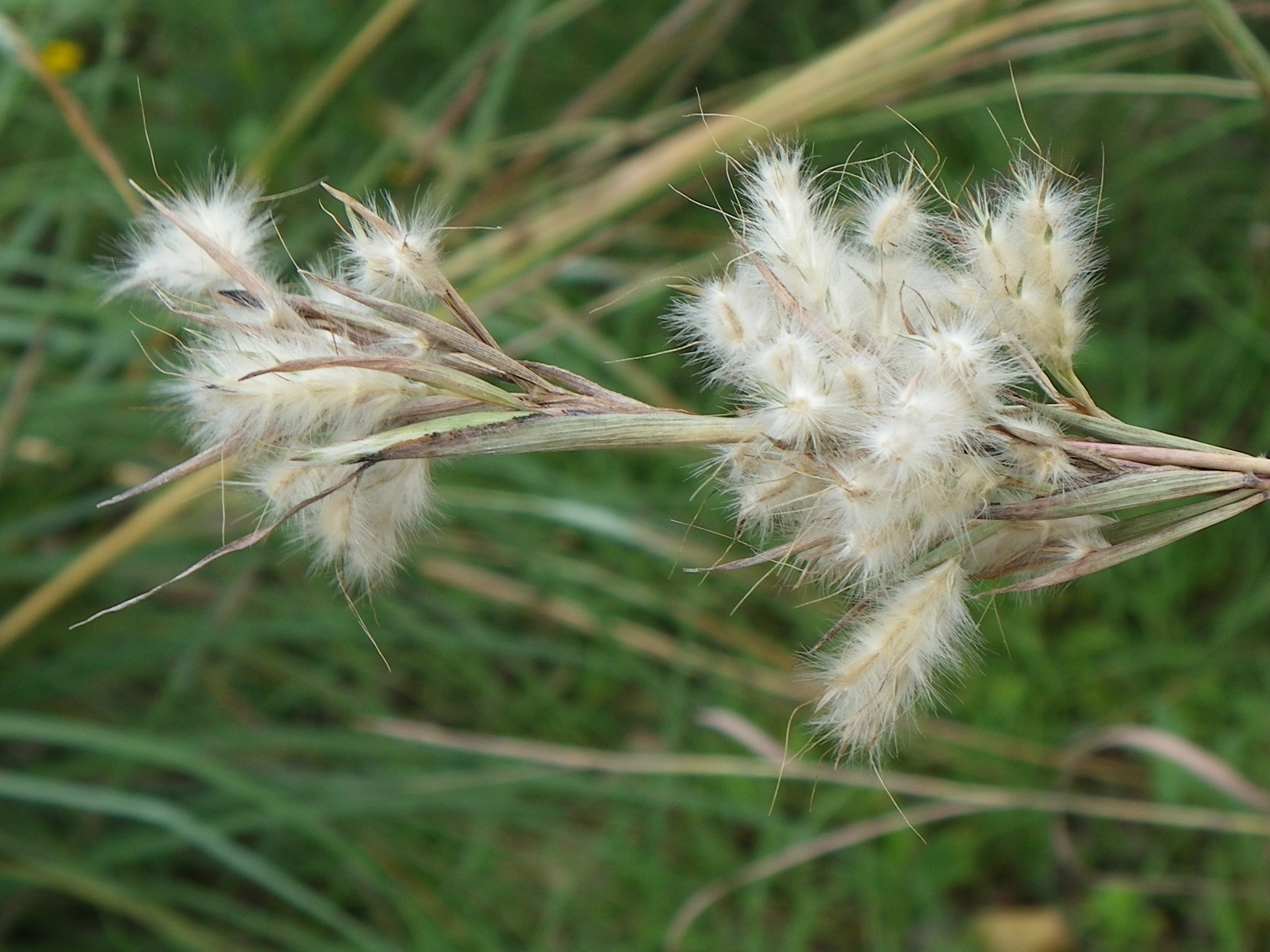 Grass, Lemon