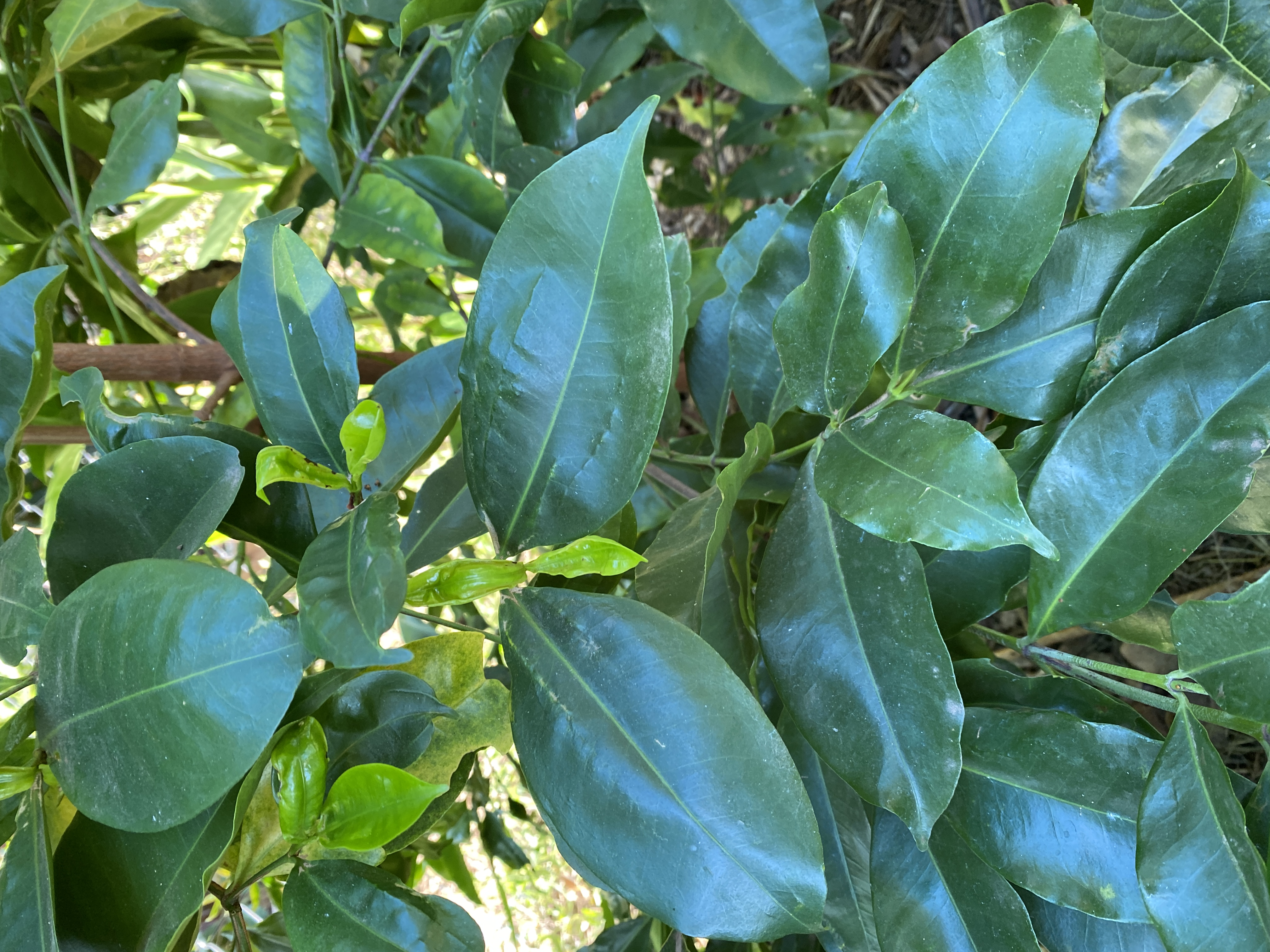 Corkwood
