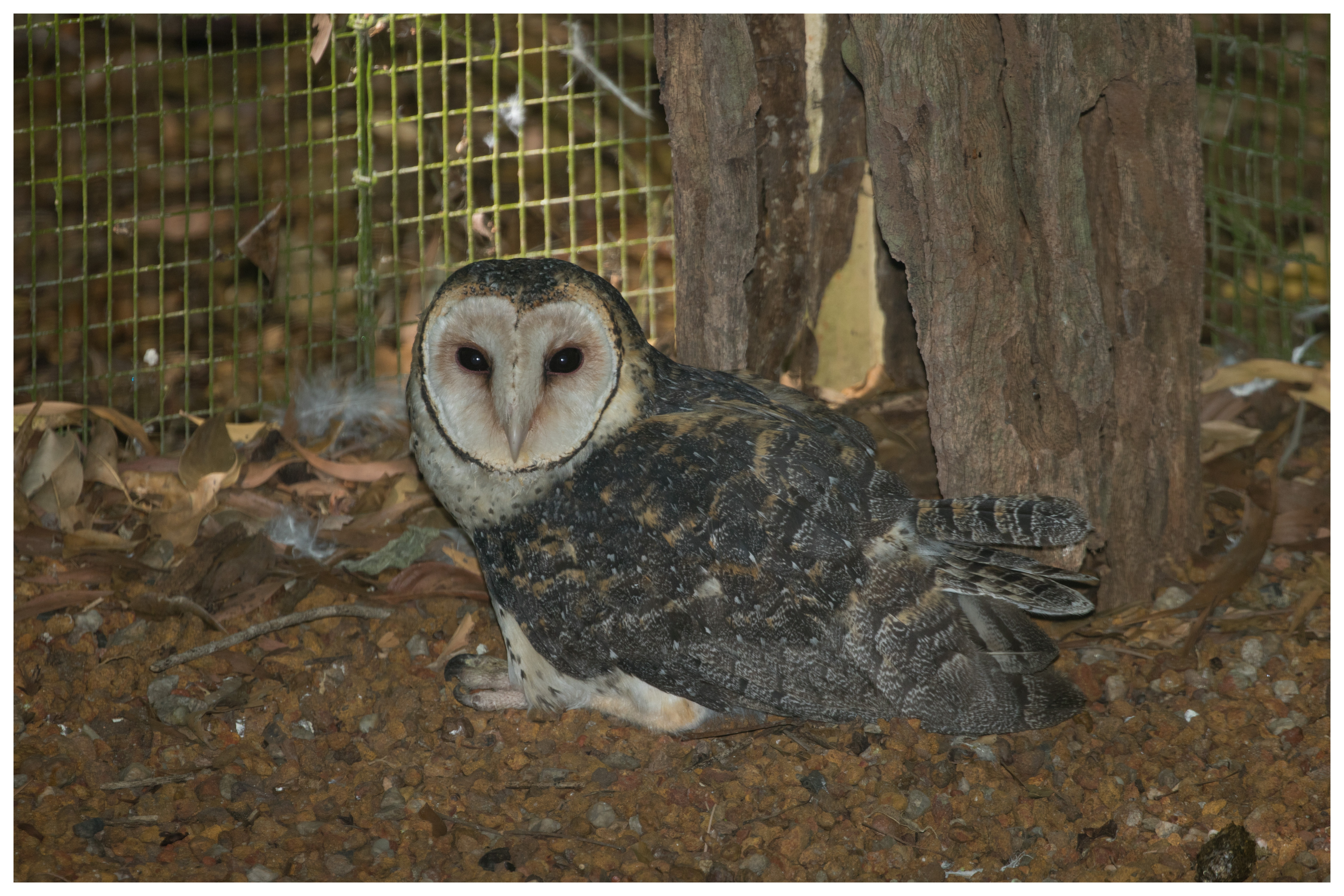 Owl, Masked