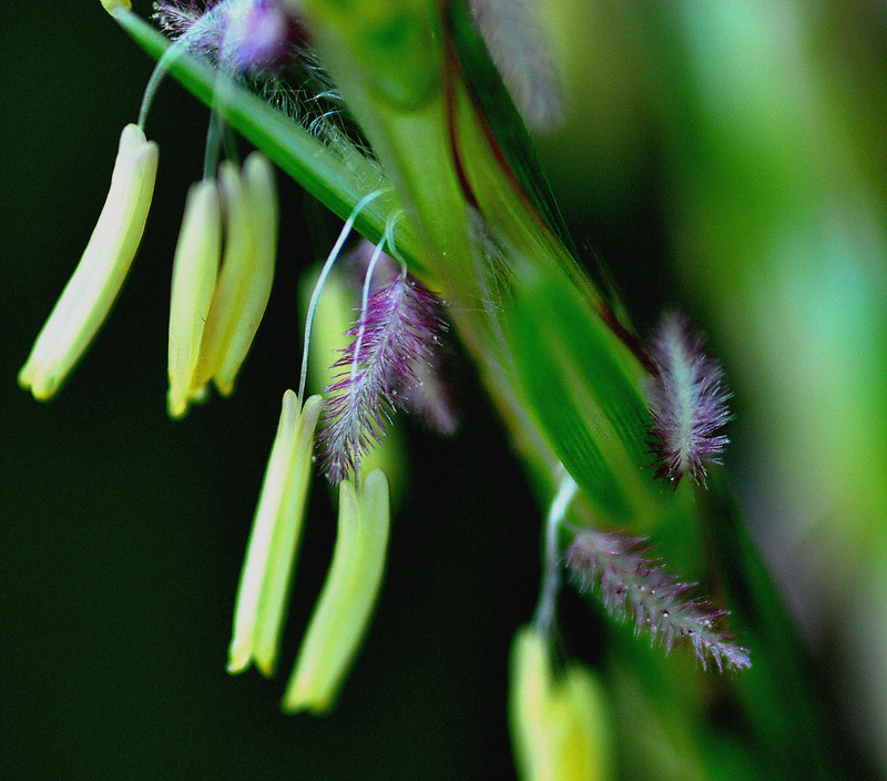 Grass, Rat's Tail