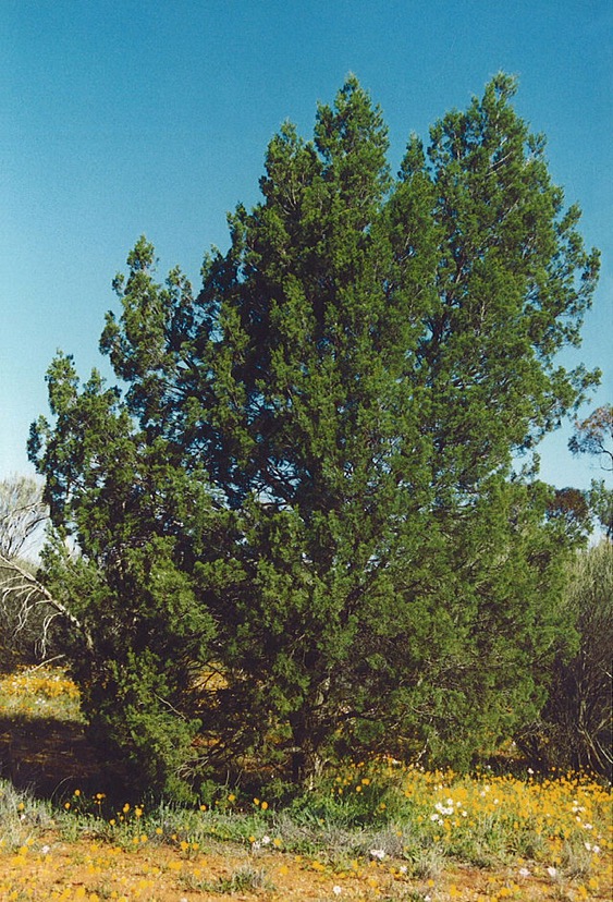 Pine tree