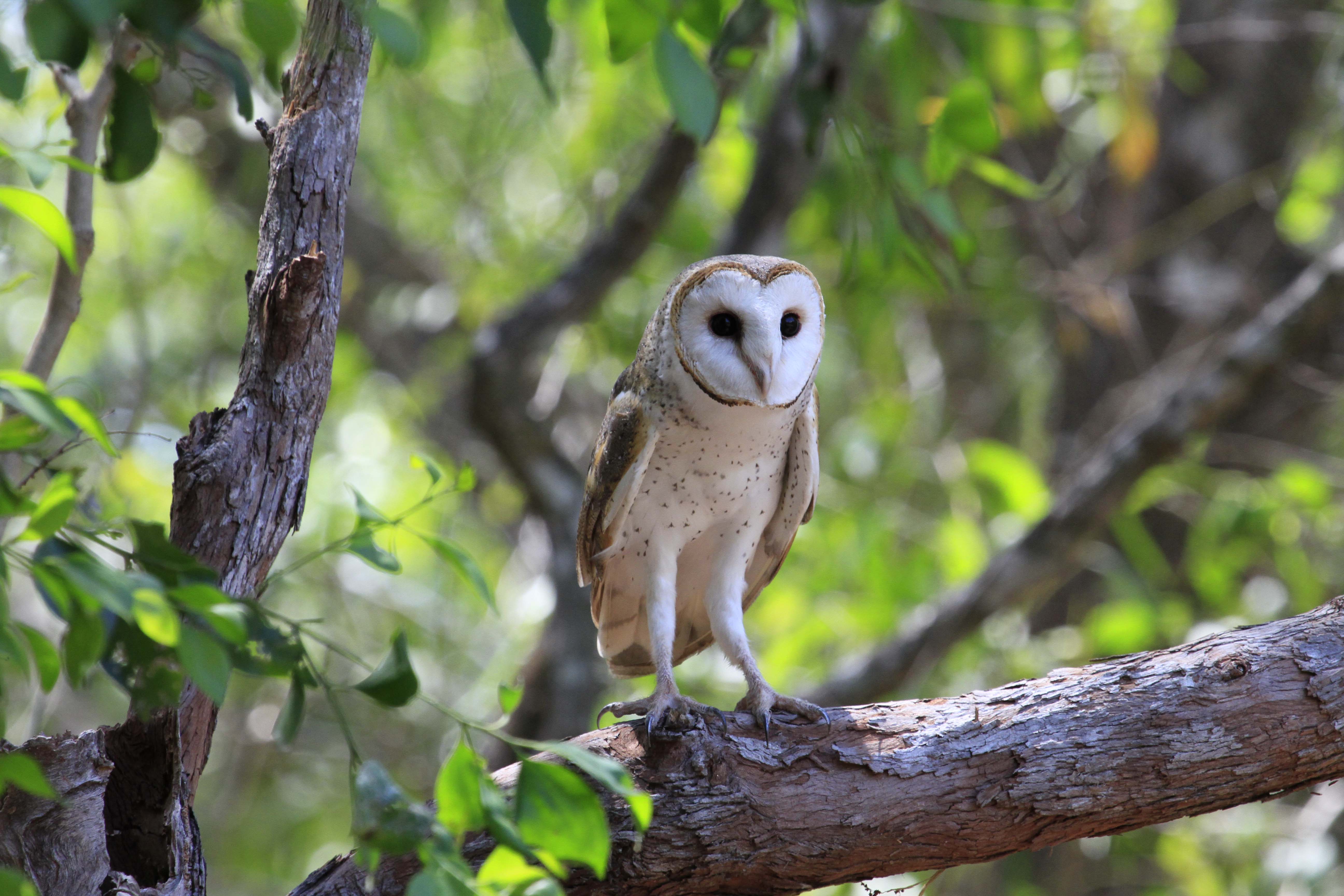 Owl, Barn