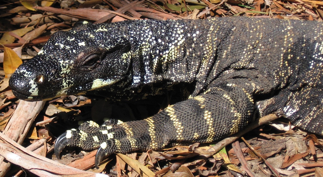 Goanna