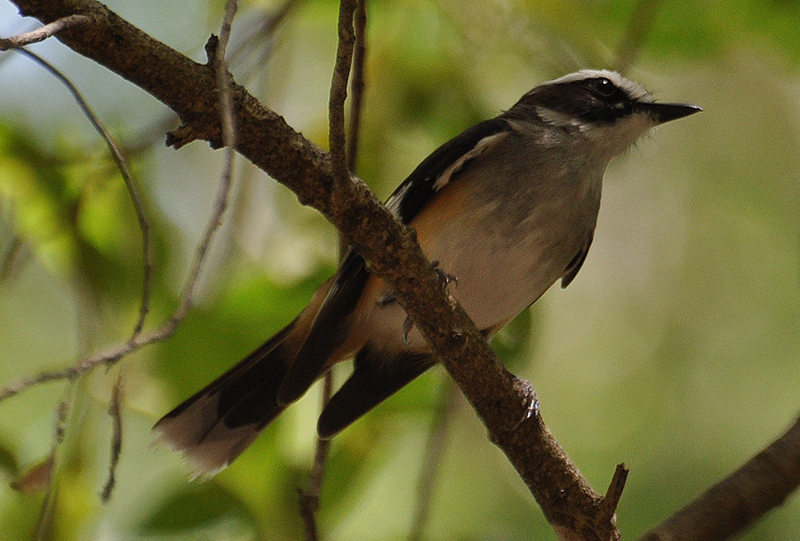 Robin, Buff-sided