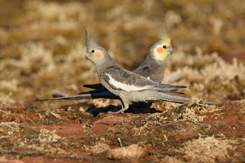 Cockatiel