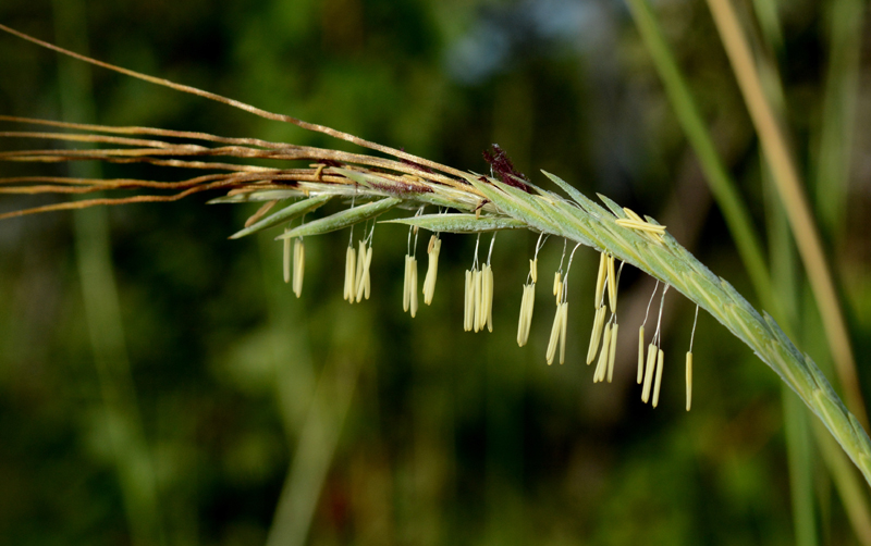 Grass, Sugar Cane
