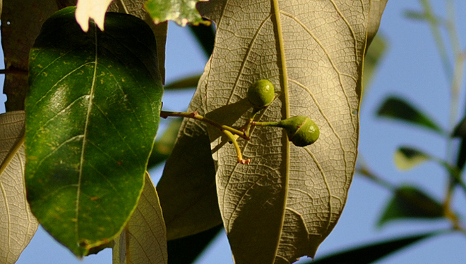 Lophopetalum
