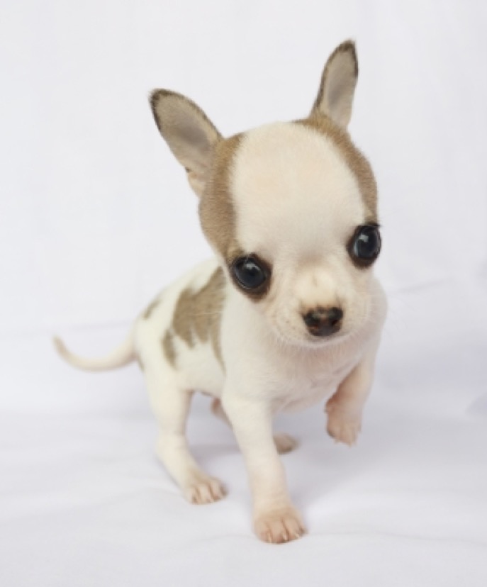 very little dog
