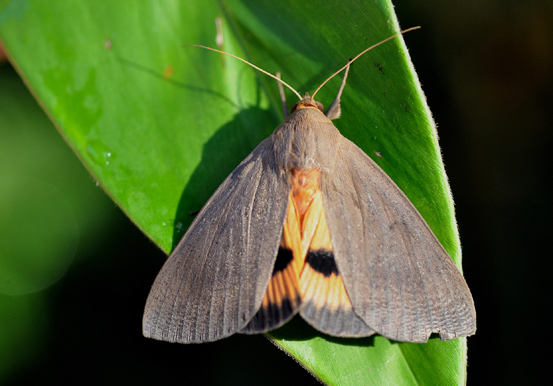 Moth