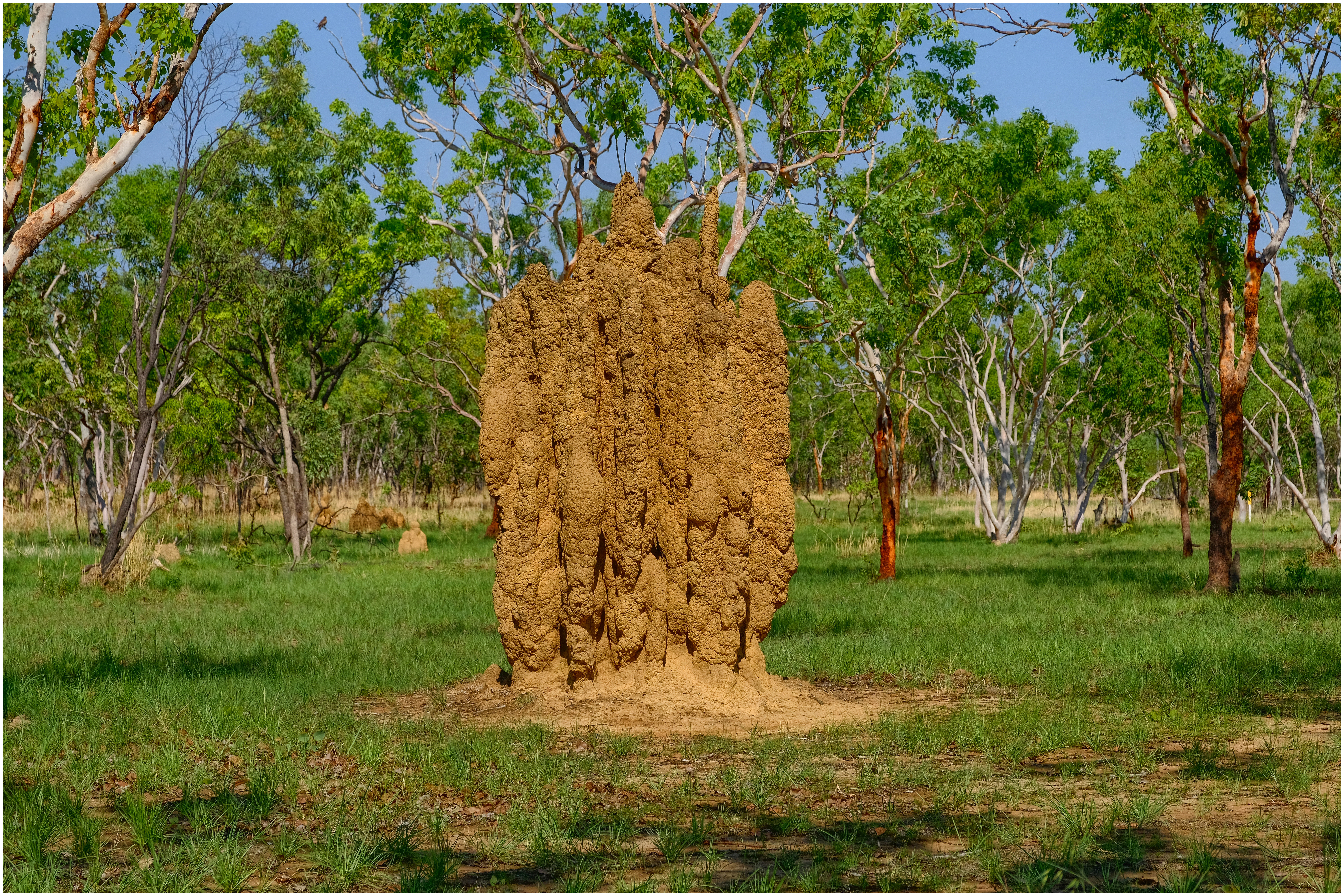 Termite mound