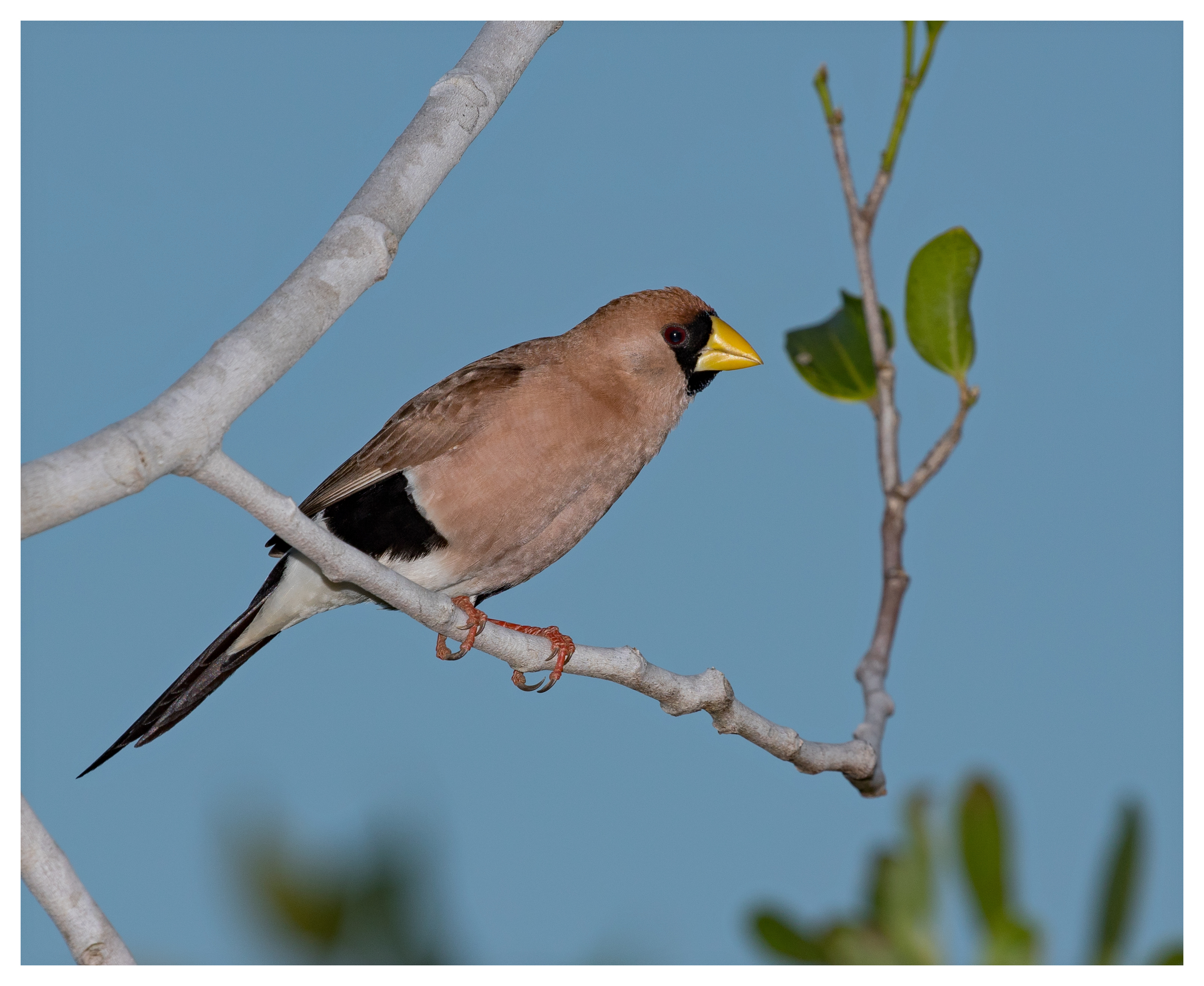 Finch, Masked