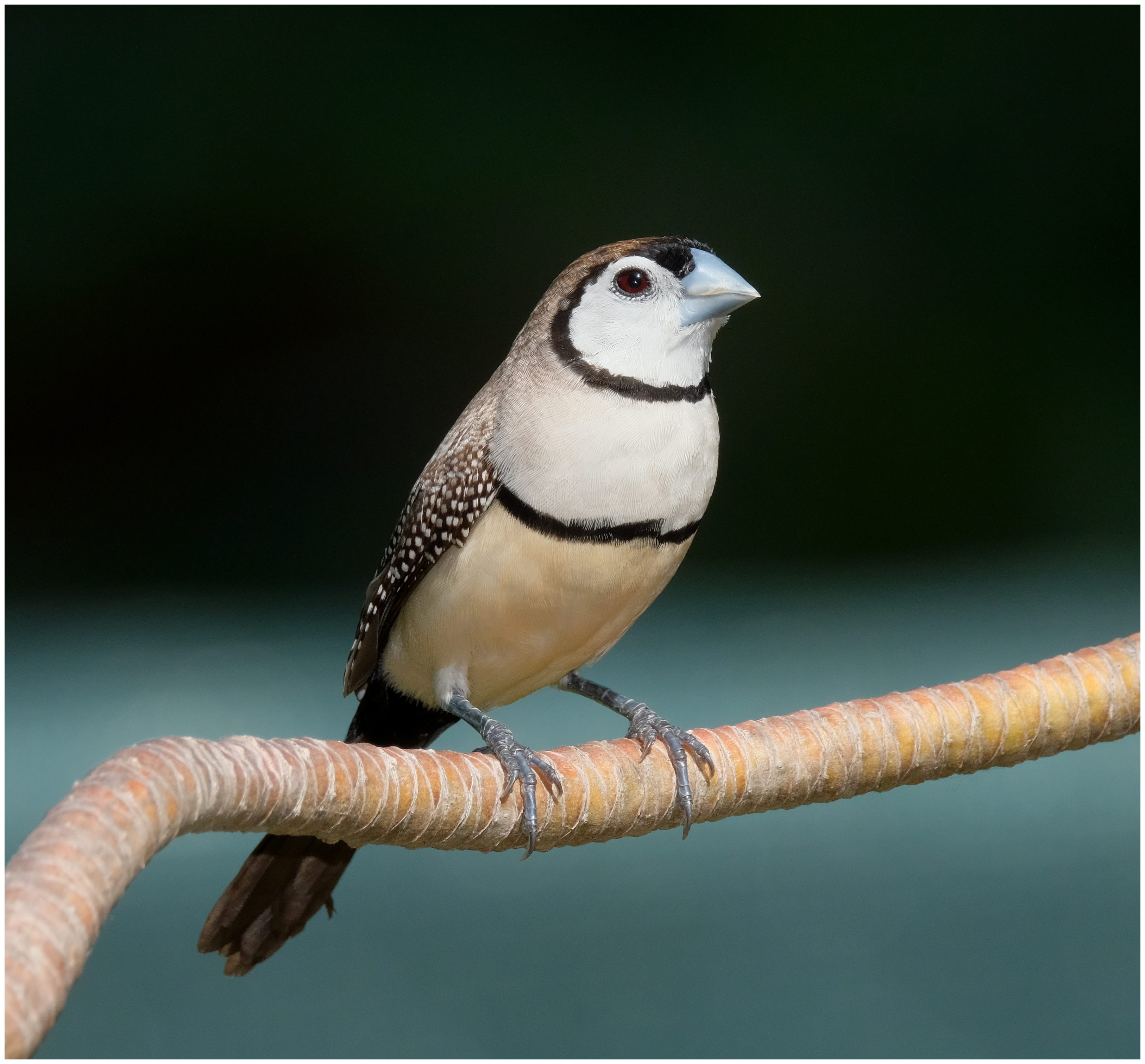 Finch, Double-barred