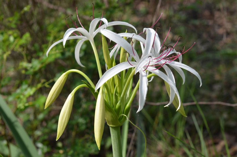 Bush Onion