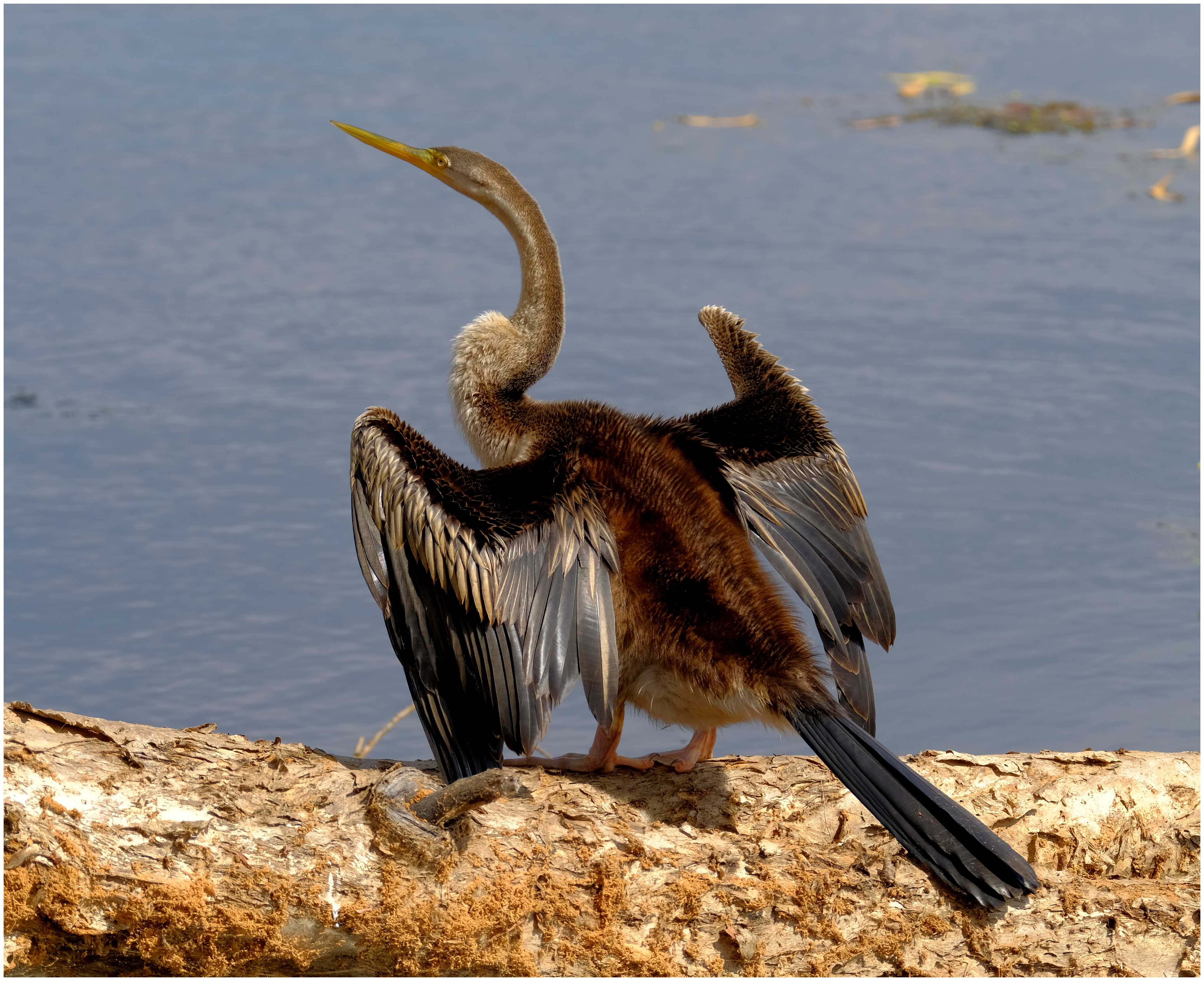 Darter