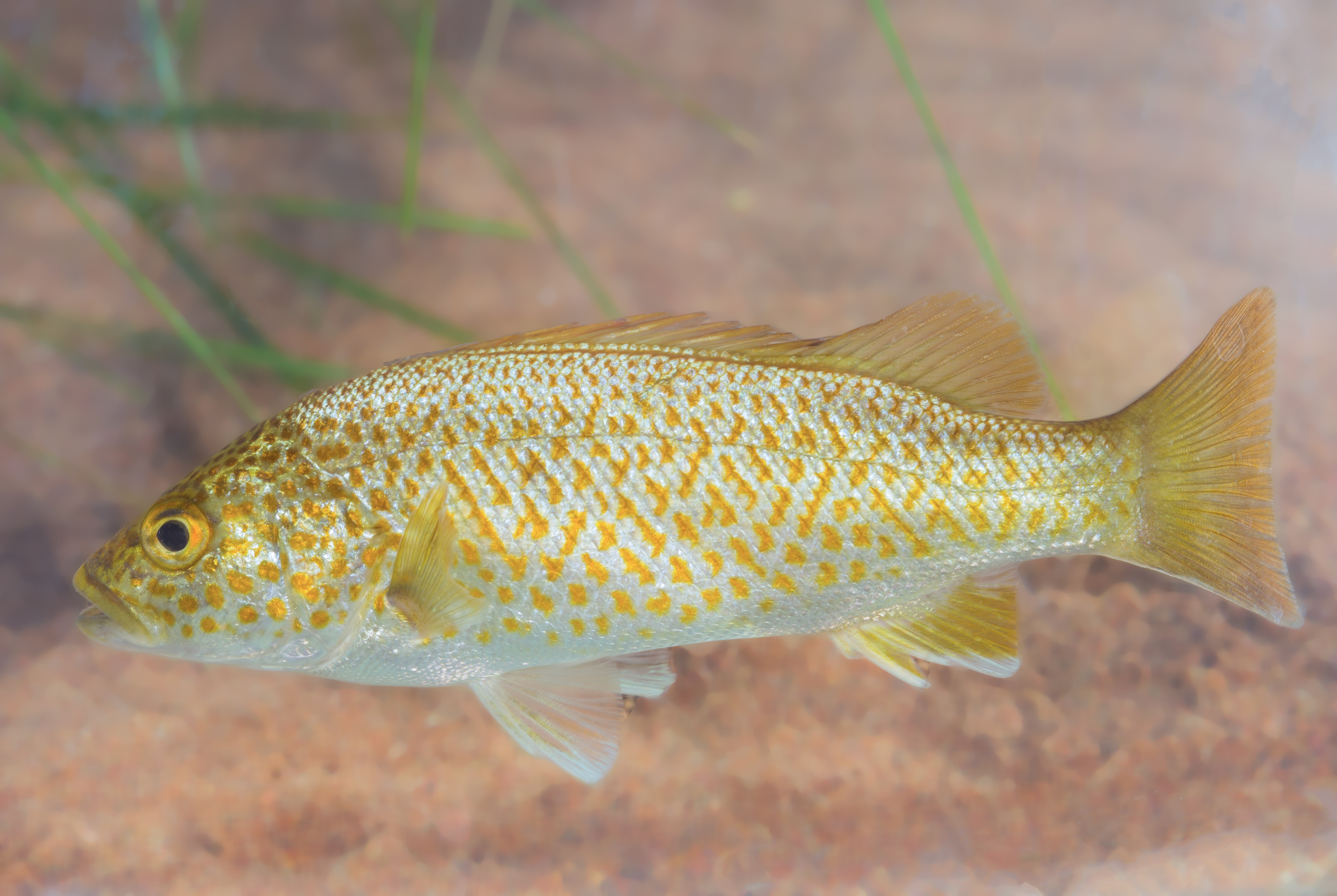 Spangled Perch