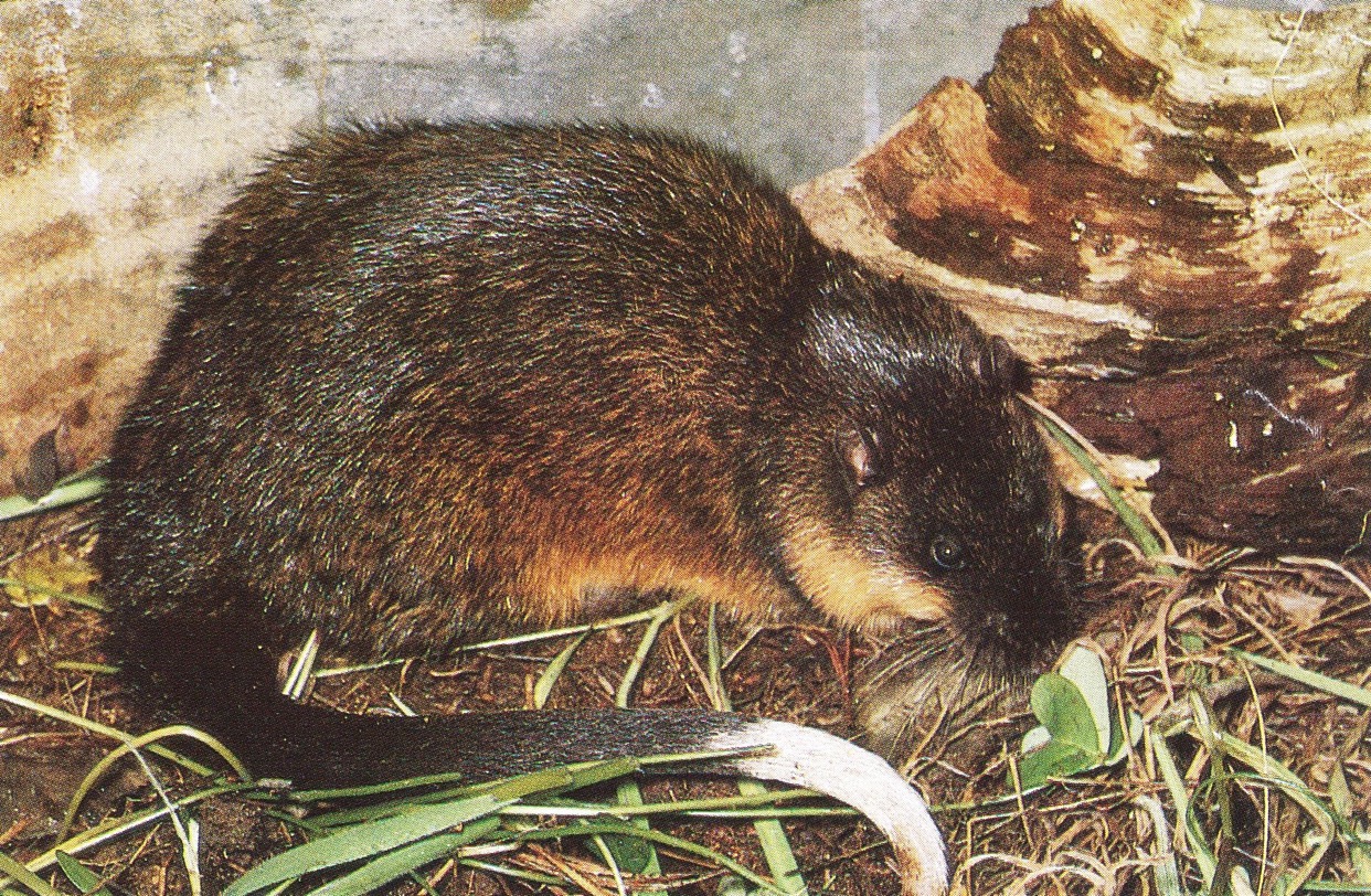 water rat