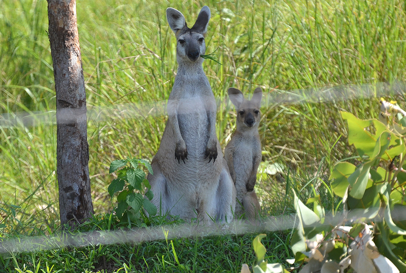 Wallaroo, Antilopine (female)